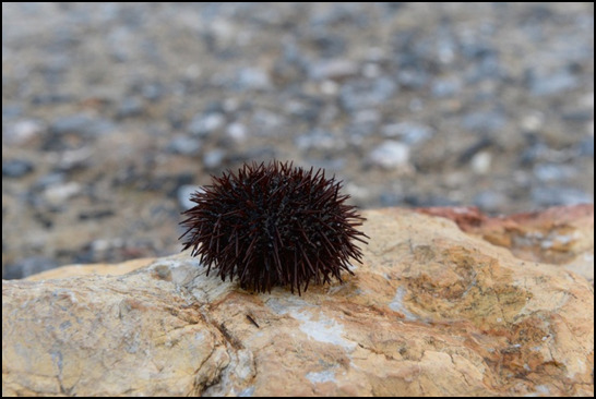 Czy warto kupić specjalne buty do wody? Jaki model wybrać?